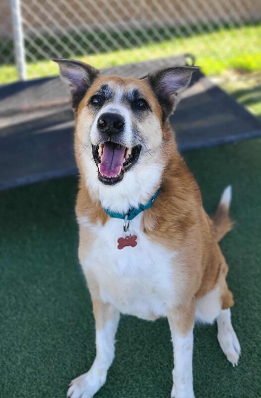 Picture of the Animal Listed